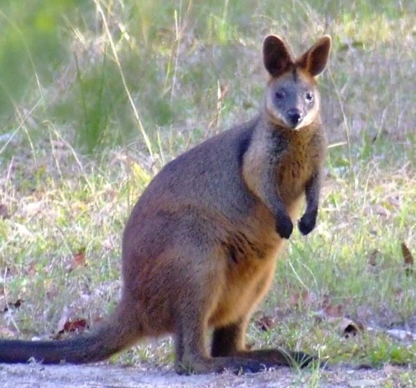 Animal Kingdom's Swamp Wallaby - Animals of Animal kingdom
